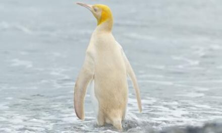 Bartolomé, un pingüino albino que no sabe nadar