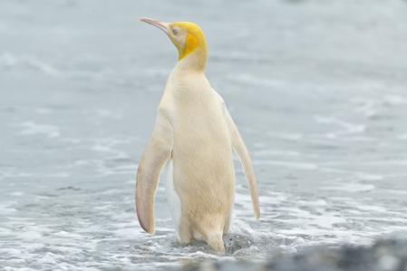 Bartolomé, un pingüino albino que no sabe nadar